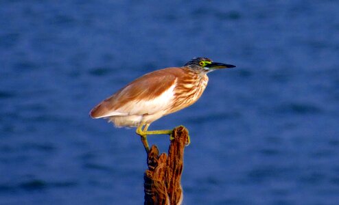 Bird wader stalker