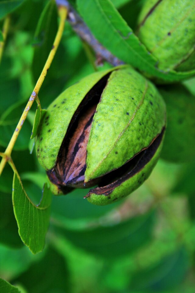 Hull opening ripe