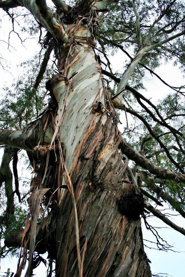 Bark strips frayed