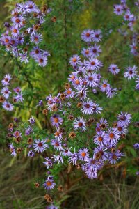 Flowers asters field