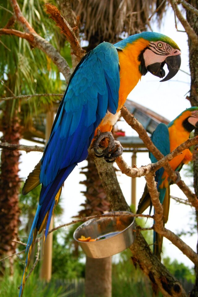 Gold nature beak