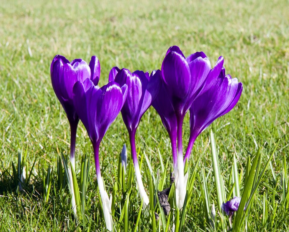Purple beautiful floral