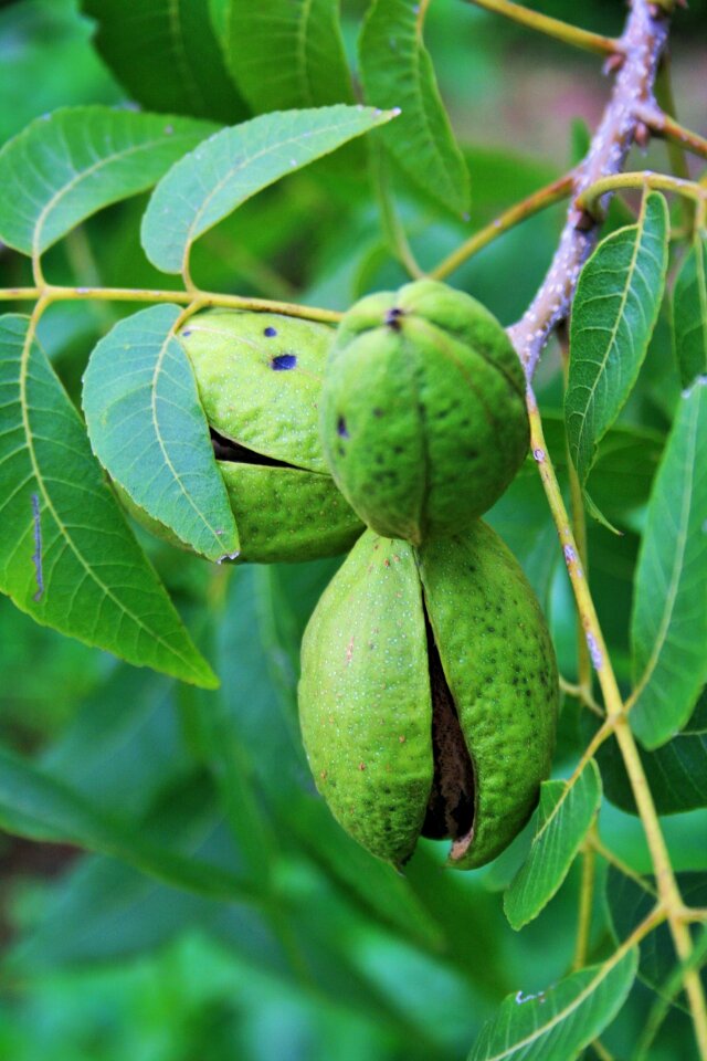 Green maturing opening
