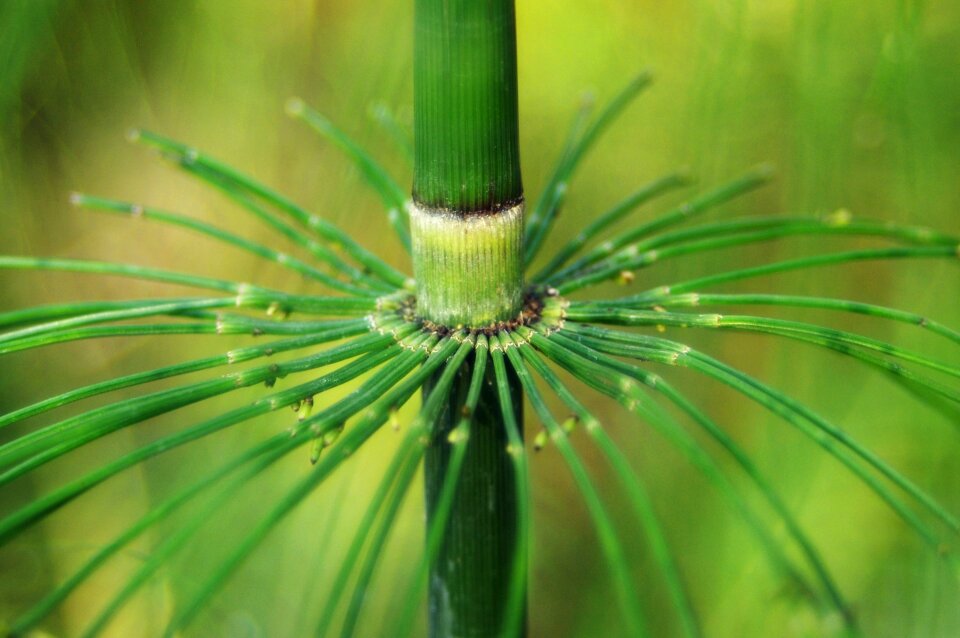 Equisetum snake grass puzzlegrass