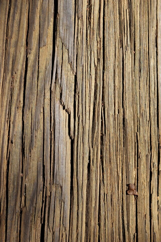 Tan background tree
