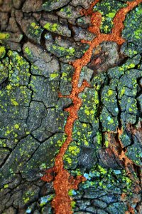 Lichen moss crevice photo
