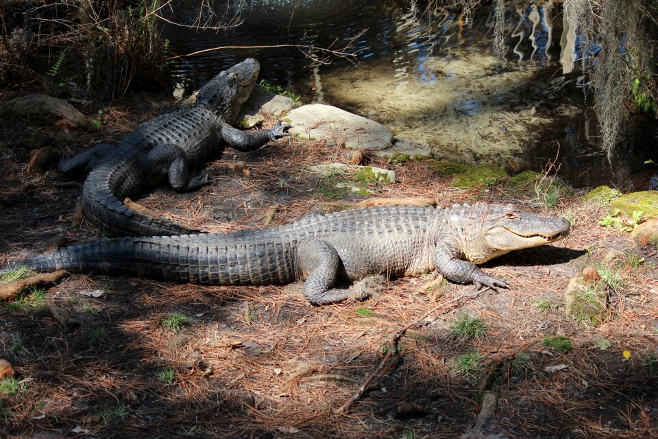 Reptile nature outside