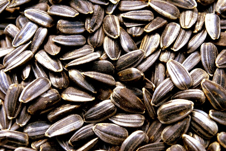 Sunflower sunflower seeds macro
