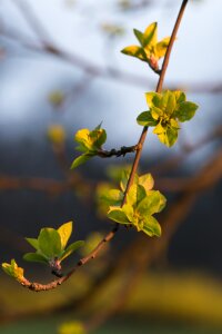 Sun nature life