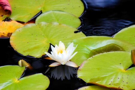 Ripples reflection green photo