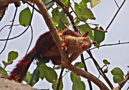Wildlife animal squirrel