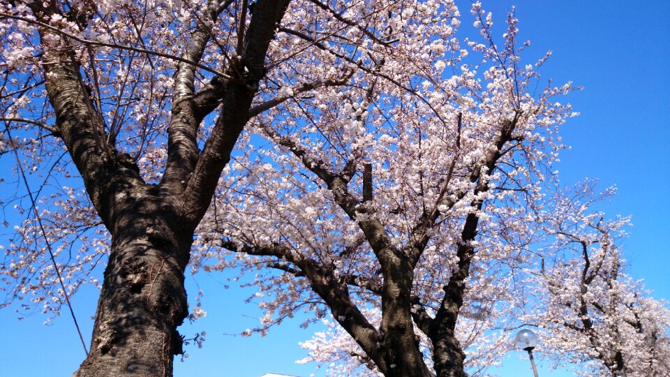 Flowers cherry blossoms landscape photo