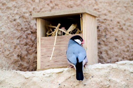 Natural feather finch