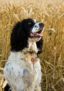 English springer spaniel springer spaniel black photo