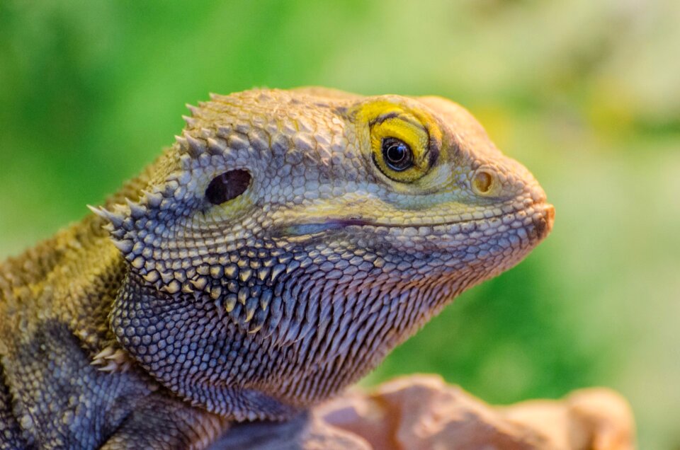 Nature pagona pogona barbata