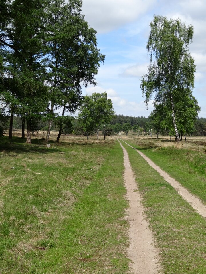 Pasture trees forest