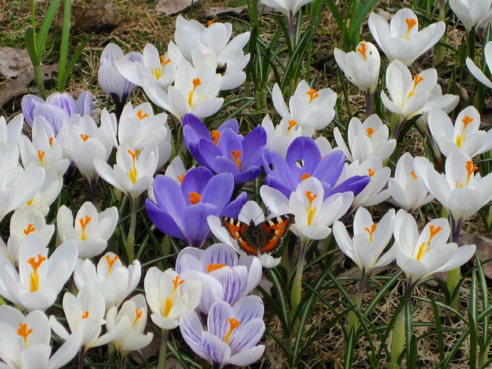 White purple spring