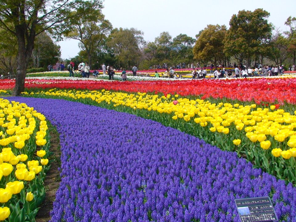 Tulips kiso sansen park gifu
