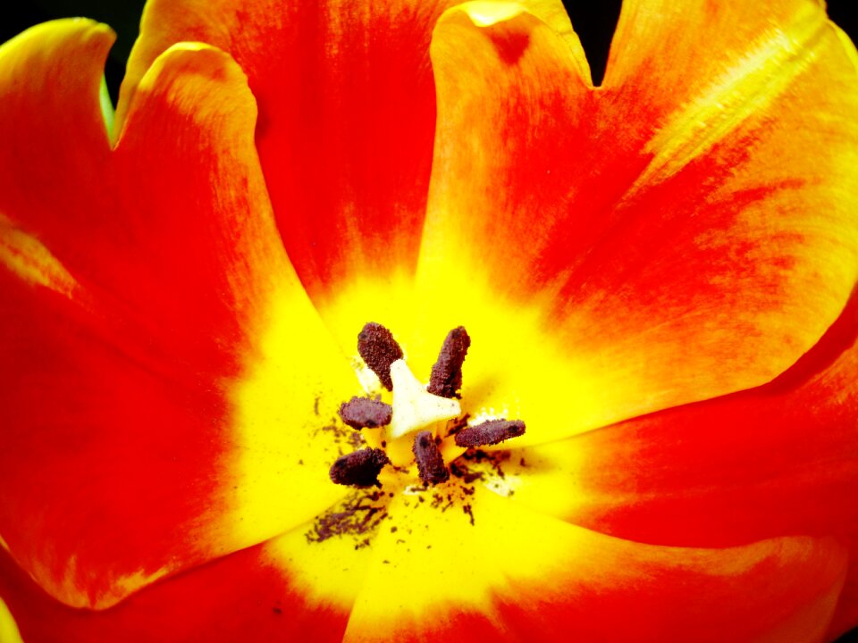 Bloom pistil pollen
