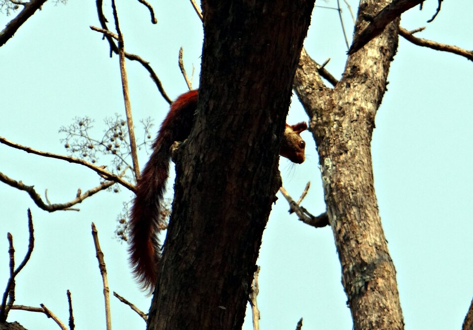 Wildlife animal squirrel