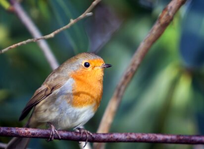 Close-up portrait perched photo