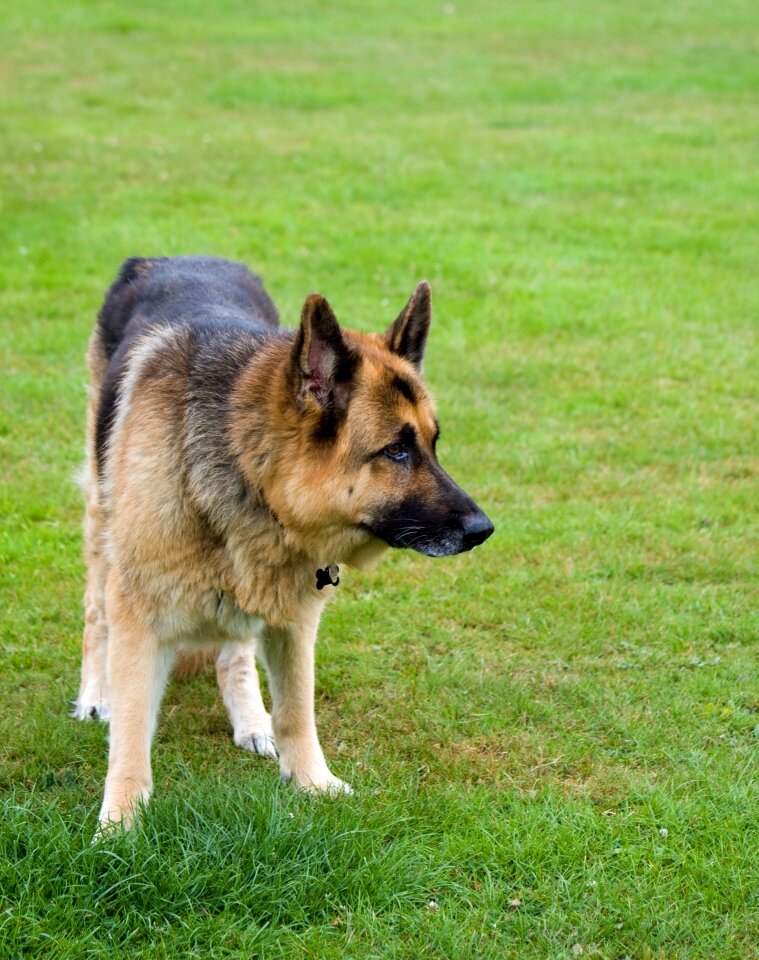 Animal pet canine