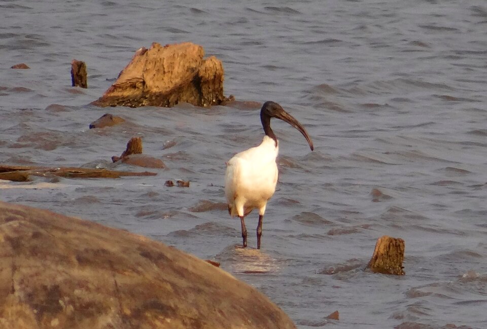 Black-headed ibis threskiornis melanocephala bird