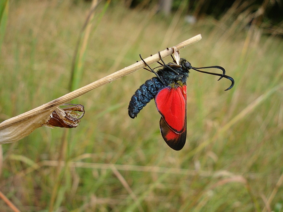 Nature summer red