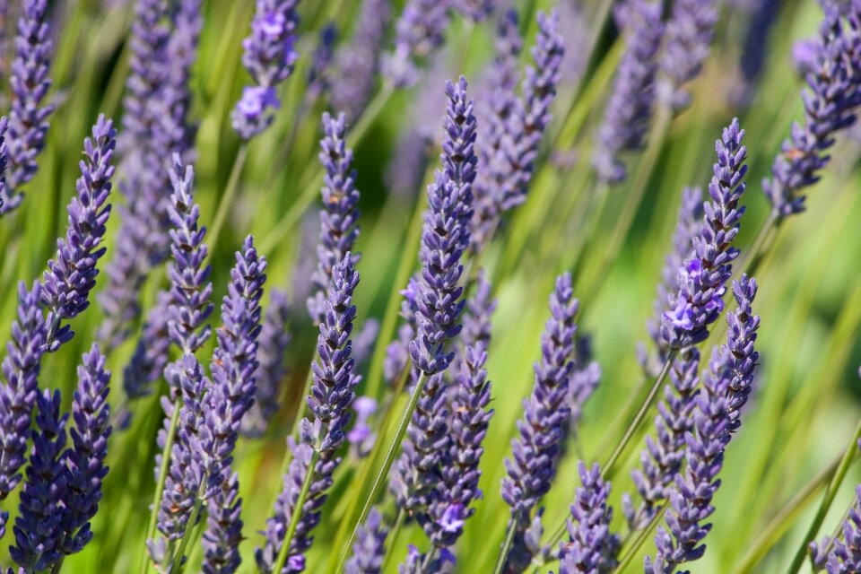 Wallpaper plant bush
