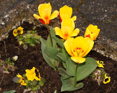 Flower yellow red