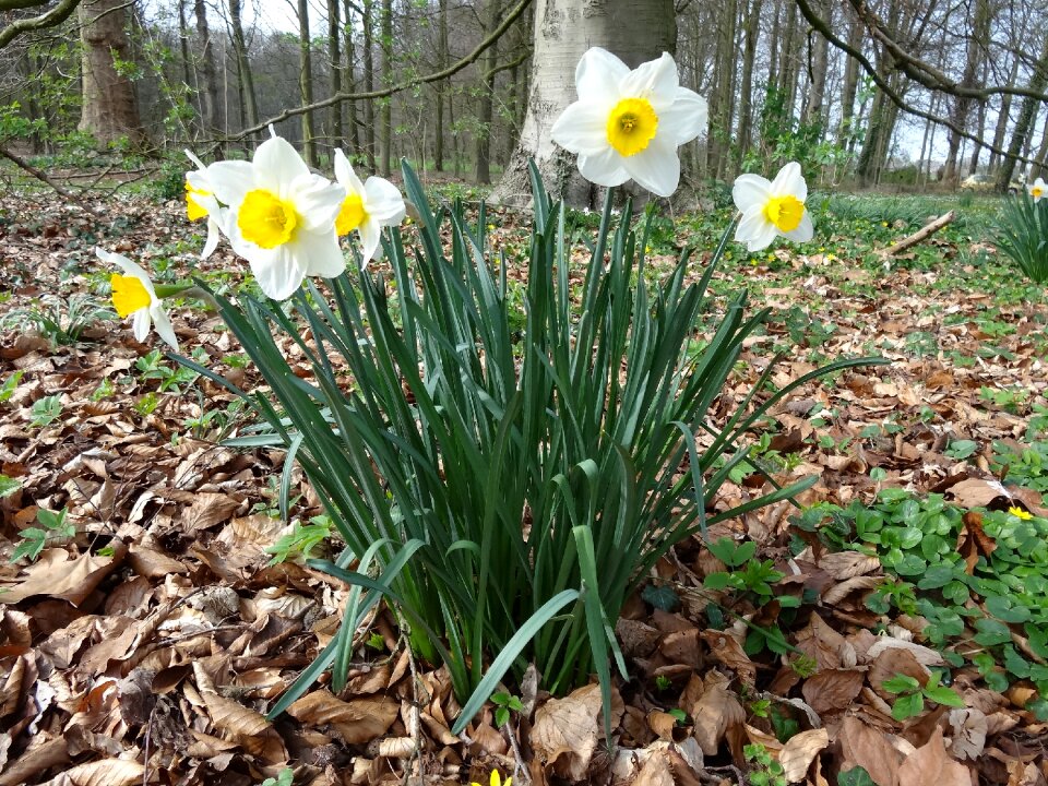 Yellow flower easter flower
