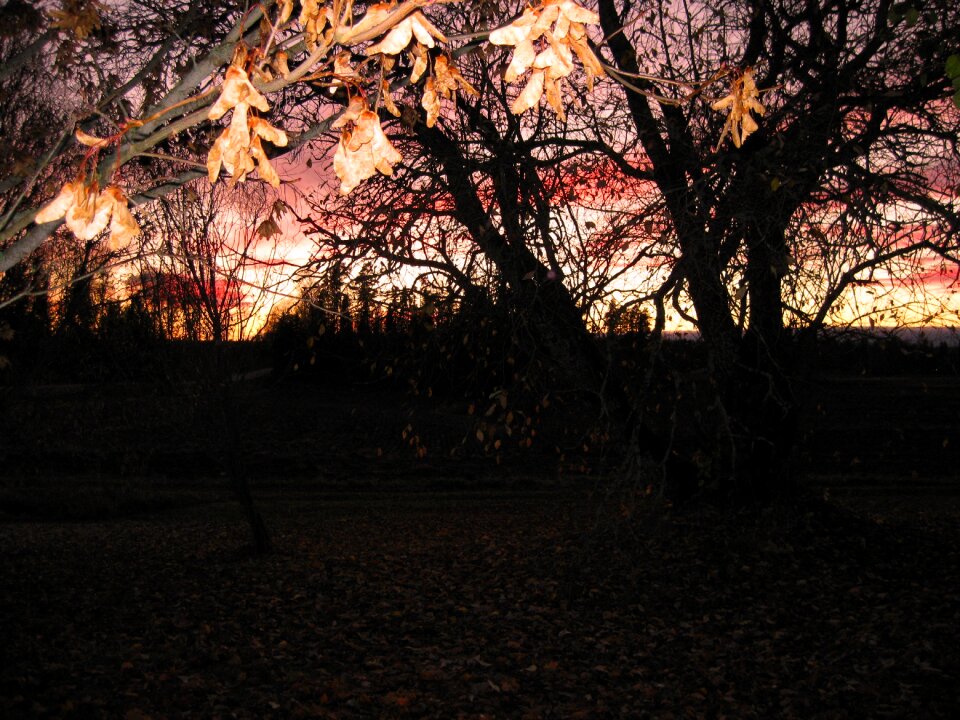Evening foliage afterglow