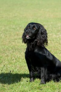 Working cocker field spaniel cocker spaniel
