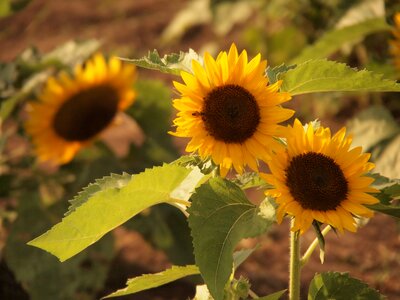 Summer flowers yellow flowers plant