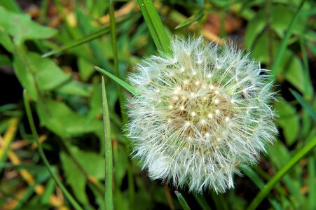 Nature spring close up photo