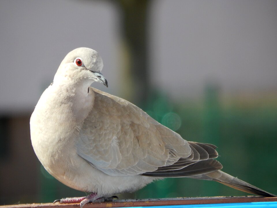 Dove bird animals