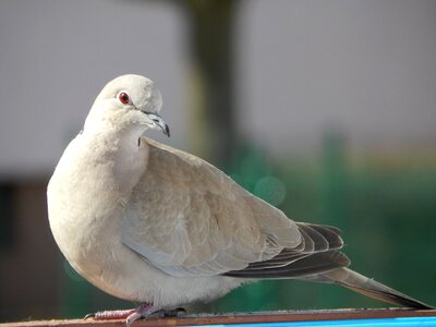 Dove bird animals photo