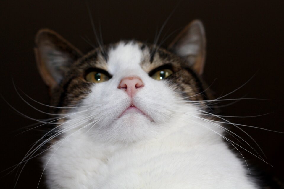 Cat's eyes animals nature