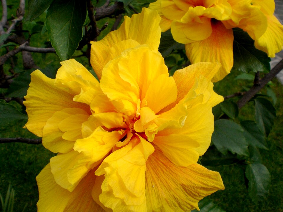 Flower blossom bloom