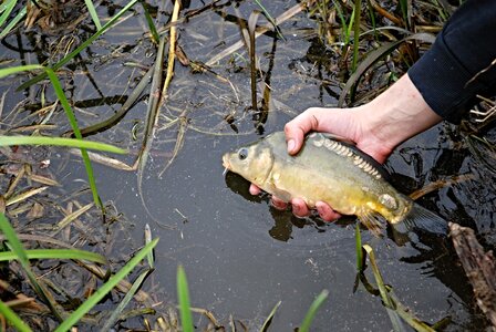 Bank fish nature photo