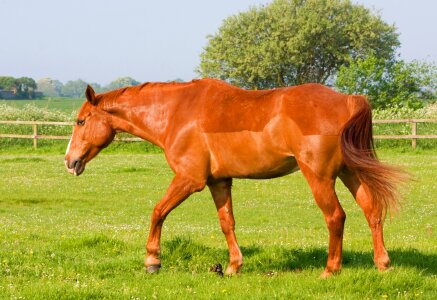 Chestnut beautiful chestnut horse photo