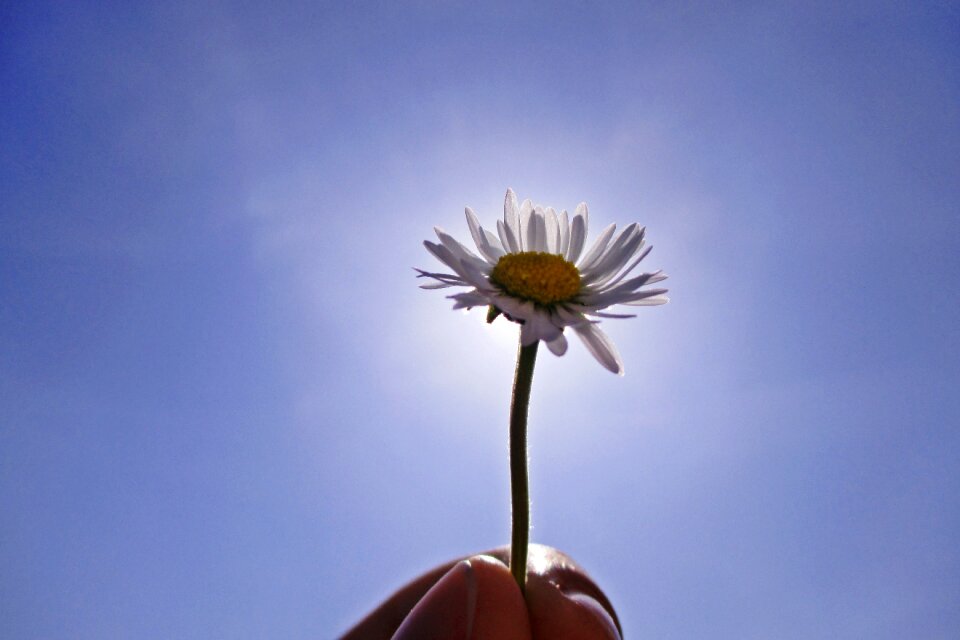 Daisy lighting blue