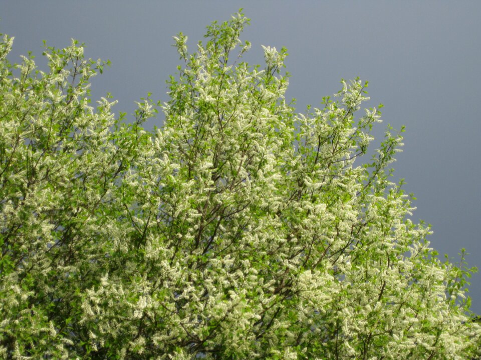 Spring early summer inflorescence