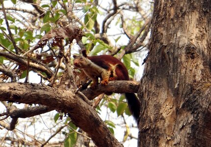 Wildlife animal squirrel