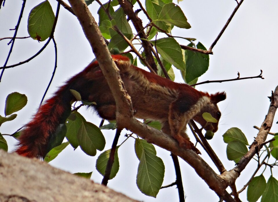 Wildlife animal squirrel