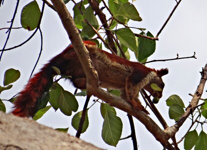Wildlife animal squirrel