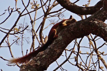 Wildlife animal squirrel