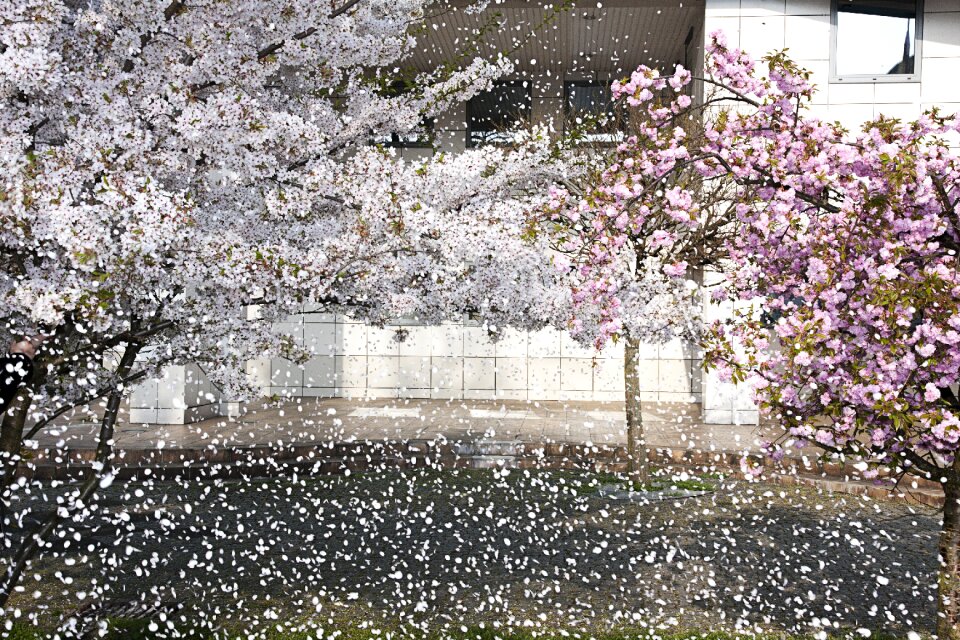 Flower nature white