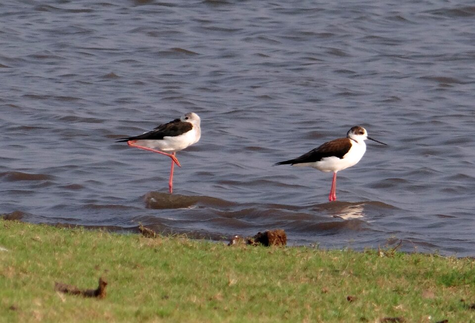 Himantopus himantopus bird wader