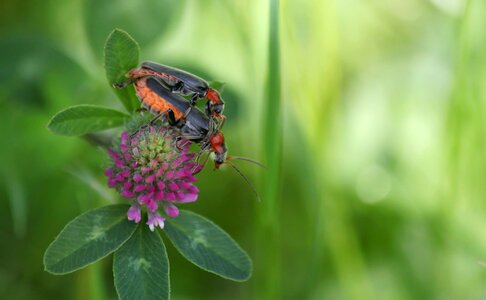 Pairing insect photo multiplication photo